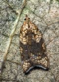 Acleris rhombana